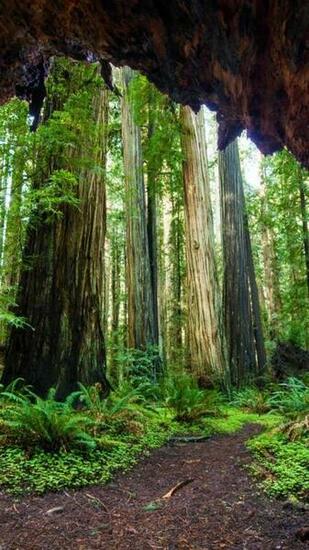 Celebrating The International Day Of Forests Bing Wallpaper Gallery