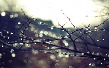 Branch Autumn Rain HD Wallpaper Desktop Background