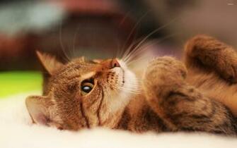 Lazy Cat Wallpaper Animal