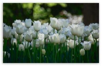 White Tulips Wallpaper