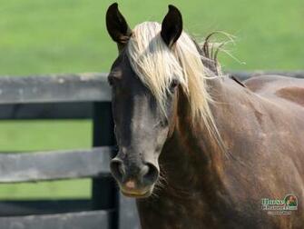 Rocky Mountain Horse Screensaver And Desktop Wallpaper