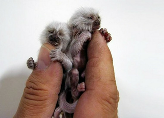 Source Url Inceptionwallpaper Finger Monkey Html