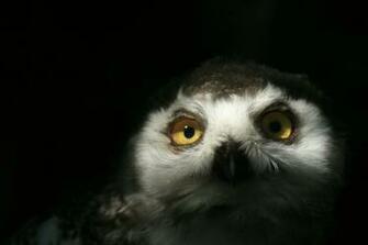 Baby Owl Wallpaper By James Cramp Art