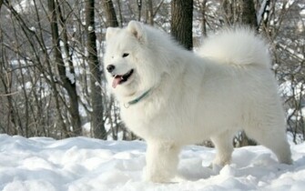 Dog Samoyed Wallpaper