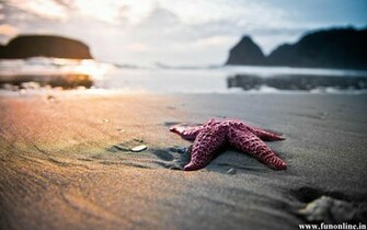 Starfish Wallpaper Charming Starfishes HD