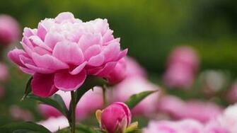 Wallpaper Peony Bud Peonies