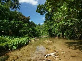 Jungle River Nature Wallpaper
