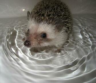 Hedgehog HD Wallpaper Sky