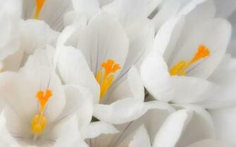 Autumn Background Nature Allimg Wedding White Picture Wallpaper