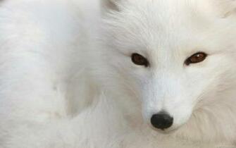 Snow Fox Wallpaper