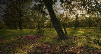 Apple Orchard Wallpaper S