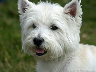 West Highland Terri R Westie Wallpaper