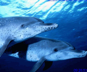 Dolphin Screensaver