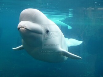 Beluga Whale Wallpaper