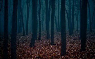 Dark Forest The Art Mad Wallpaper