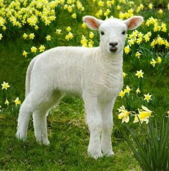 Easter Spring Lamb Photographic Greeting Card Pre