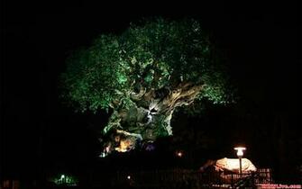 Disney Animal Kingdom Wallpaper