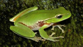 Funny Frogs HD Wallpaper Pictures Image