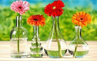 Gerbera Daisies Wallpaper