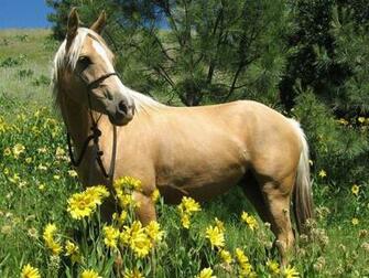 Quarter Horse Wallpaper