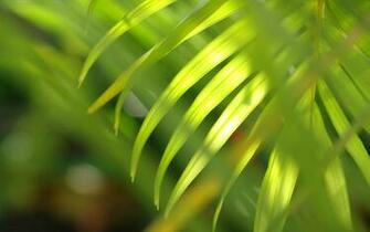 Bright Palm Leaf Desktop And Mobile Wallpaper Wallippo