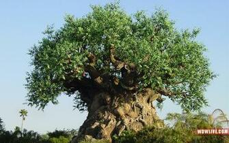 Tree Of Life Desktop Wallpaper