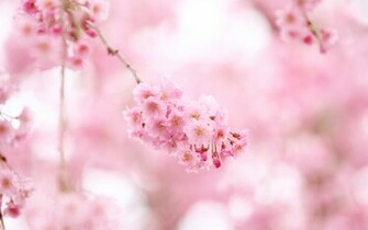 Sakura Flower Wallpaper