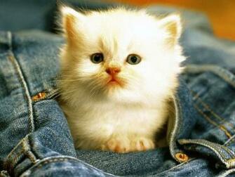 Funny Cats Wallpaper Computer