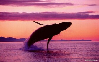Wallpaper Animal Marine Life