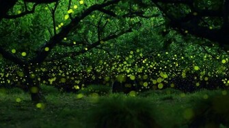 Image Fireflies Long Exposure Photograph Of In A