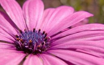 Pink Flower HD Wide Wallpaper