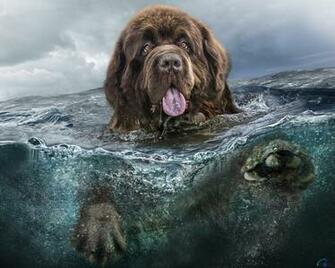 Wallpaper Newfoundland Swims X Desktop