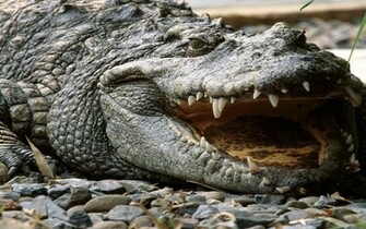 Crocodile Wallpaper