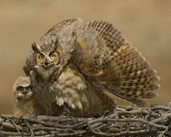 Cute Baby Owls Wallpaper Ing Gallery For Owl