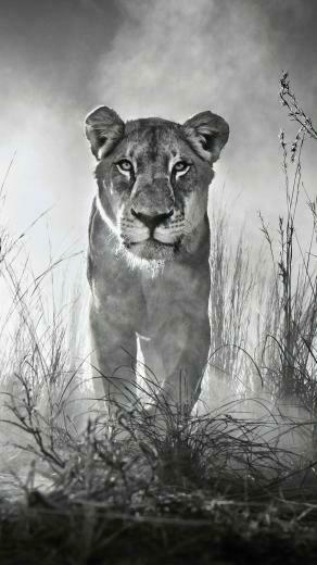 Black And White Animal Wallpaper Top