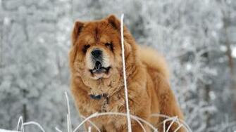 Wallpaper Chow Dog Face Fat Full HD
