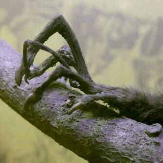 Photography Macro Lemur Animal HD Wallpaper Pc