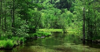 Nature Background Desktop Image