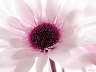 Pink Flower Wallpaper HD