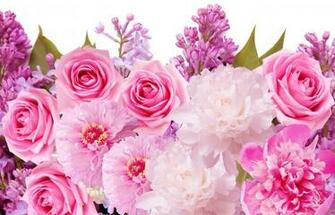Pink Roses Pretty Wallpaper Image HD Morewallpaper