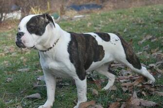 Olde English Bulldog Puppies Blues Bulldogges