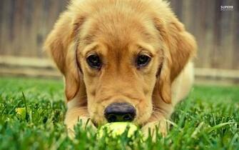 Golden Retriever Puppy Image Wallpaper Desktop
