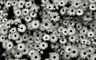 Monochrome Flowers HD Wallpaper
