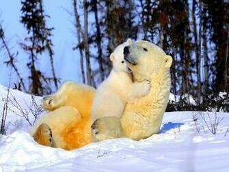 Bear Christmas Teddy Related Most Beautiful Wallpaper