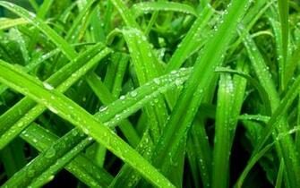 Water Drops Green Grass Color Rain Spring Seasons Wallpaper Background