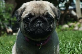 Black Pug Wallpaper High Definition
