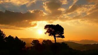 Tree Silhouette In Golden Sunset Wallpaper