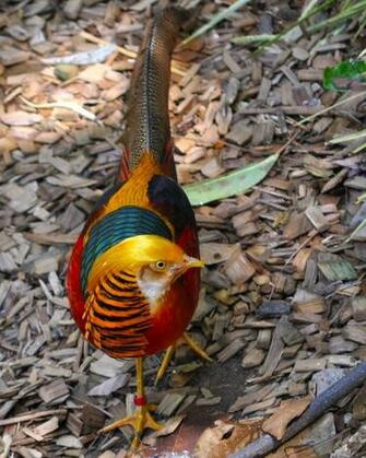 Golden Pheasant Birds HD Wallpaper Angelic Hugs