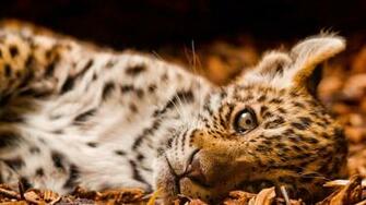 Baby Leopard