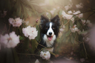 Pink Puppies Wallpaper
